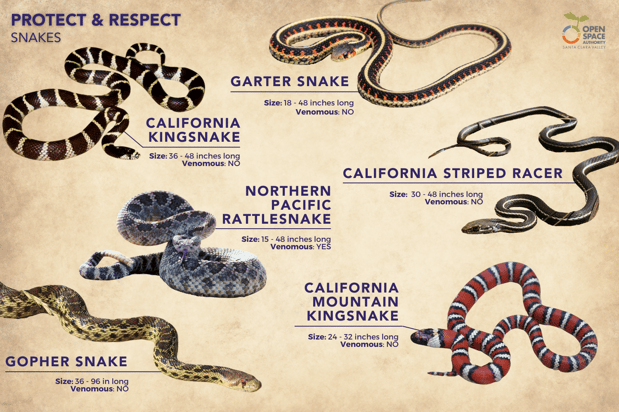 Snake Infographic-HORIZONTAL-2024