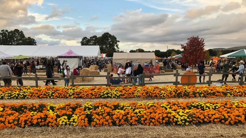 Spina Farms Pumpkin Patch - N-Perry - 2021-11-01 - 1-1