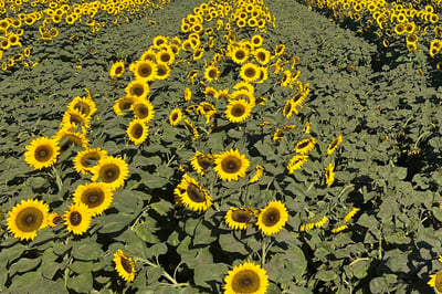 A close-up photo of a row of sunflower surrounded by two other rows of sunflowers.