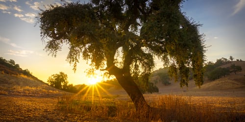 Sunrise in CV.Bill Adams