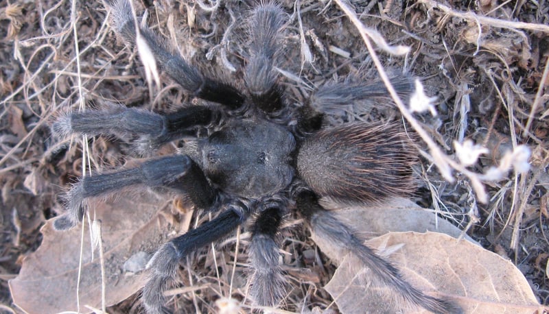 Tarantula 05 - CH - 9-09-1