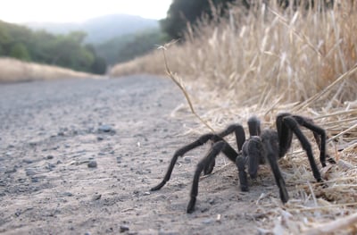 A tarantula crawls along a nature trail with golden grass bordering the right-hand side of the photo.