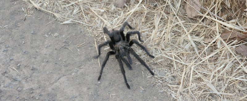 Tarantula 15 - CH - 9-09 - crop-1