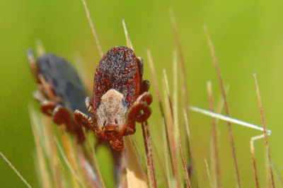 Tick - Newsletter