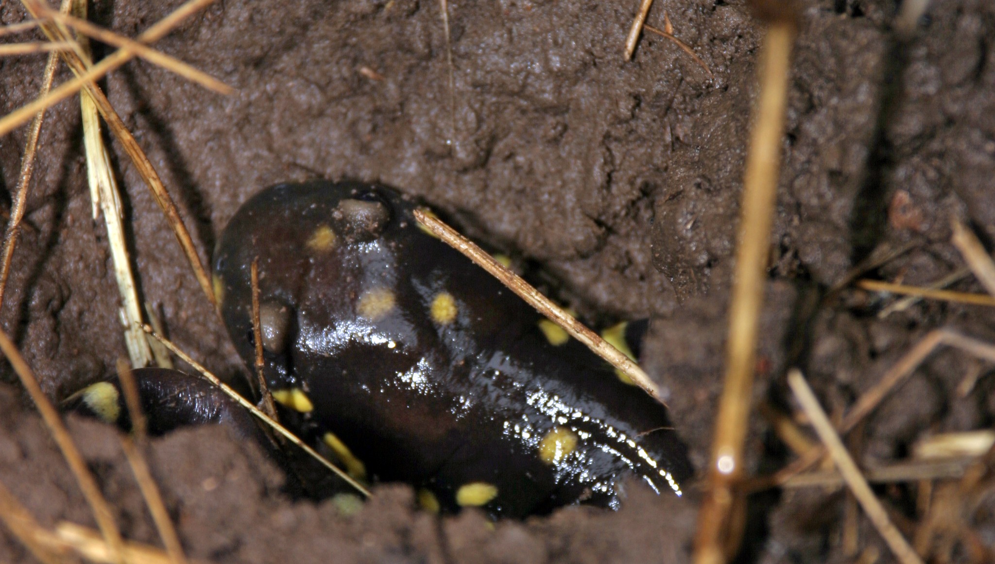 Tiger Salamander01 - CR - DT - 2007