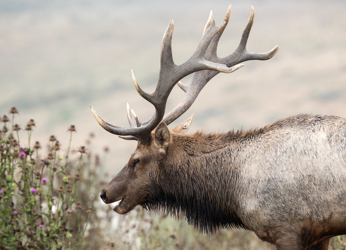 Tule Elk - BH - 1-30-2018 - 2-1