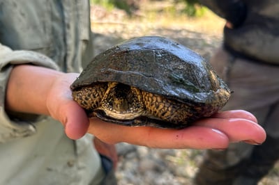 Turtle Pond Restoration RCAN_ACruz