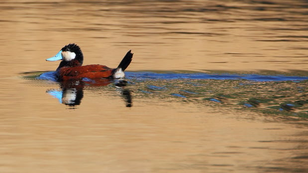 UVAS - Ruddy Duck - D.Mauk - June-13-2018 - 2