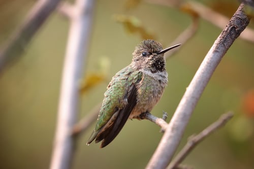 Ulistac - Annas Hummingbird - D.Mauk - 2020-08-31 - 7