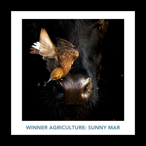 WINNER AGRICULTURE SUNNY MAR (500 x 500 px)