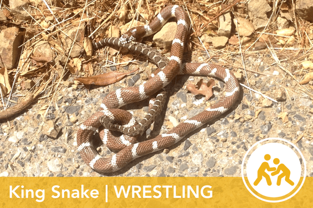 WO-KingSnake