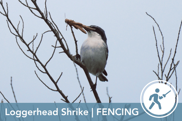 WO-Shrike