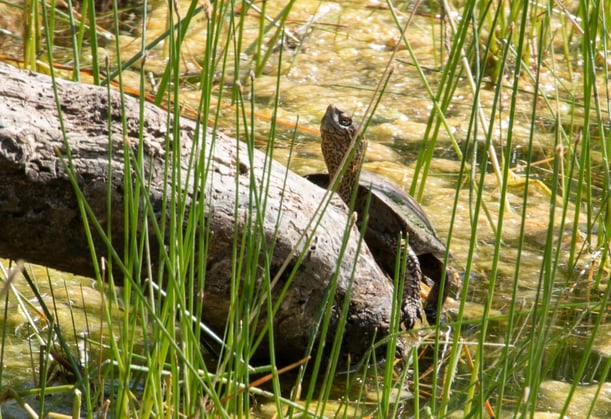 Western Pond Turtle - MH - 05-23-2014-1