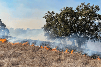Wildfire newsletter