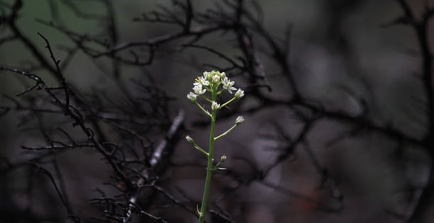 Wildflower in Wake of Fire - OSA - 03-26-2014-1