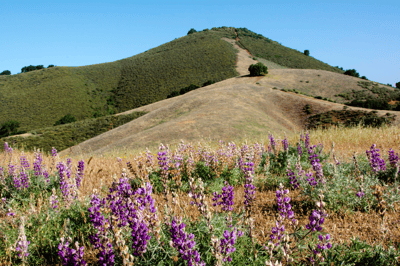 Wildflowers