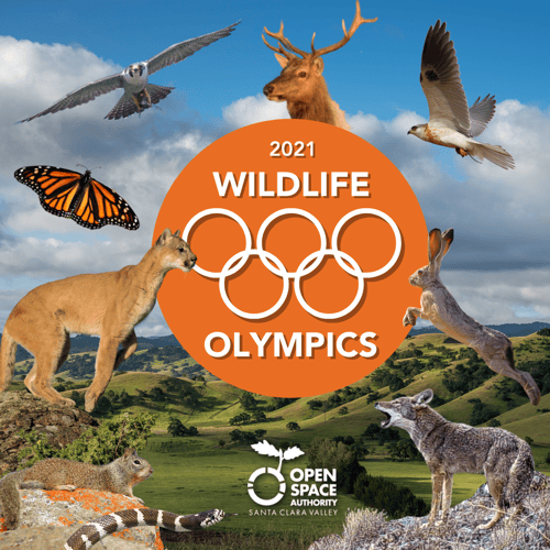 Wildlife Olympics