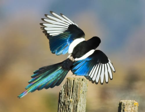 Yellow-billed Magpie - BH - 1-30-2018 - 1