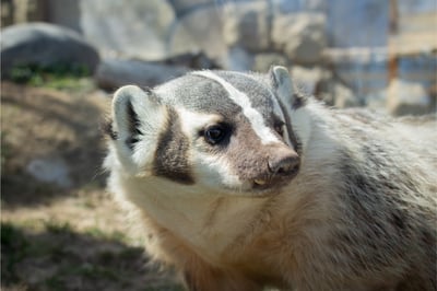 american badger newsletter