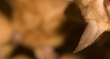 bats-960x540-791442-edited