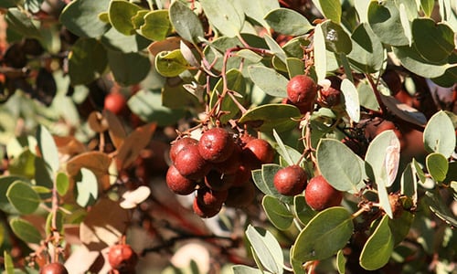 berries-600x360 CH
