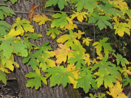 Green and yellow bigleaf maple leaves