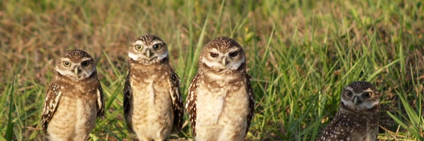 burrowingowls2_ccKenCorregan