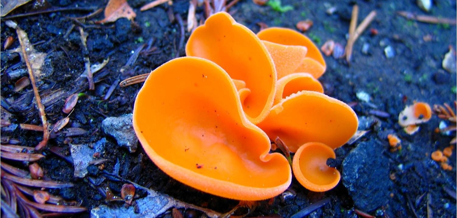 cait orange peel fungus-2