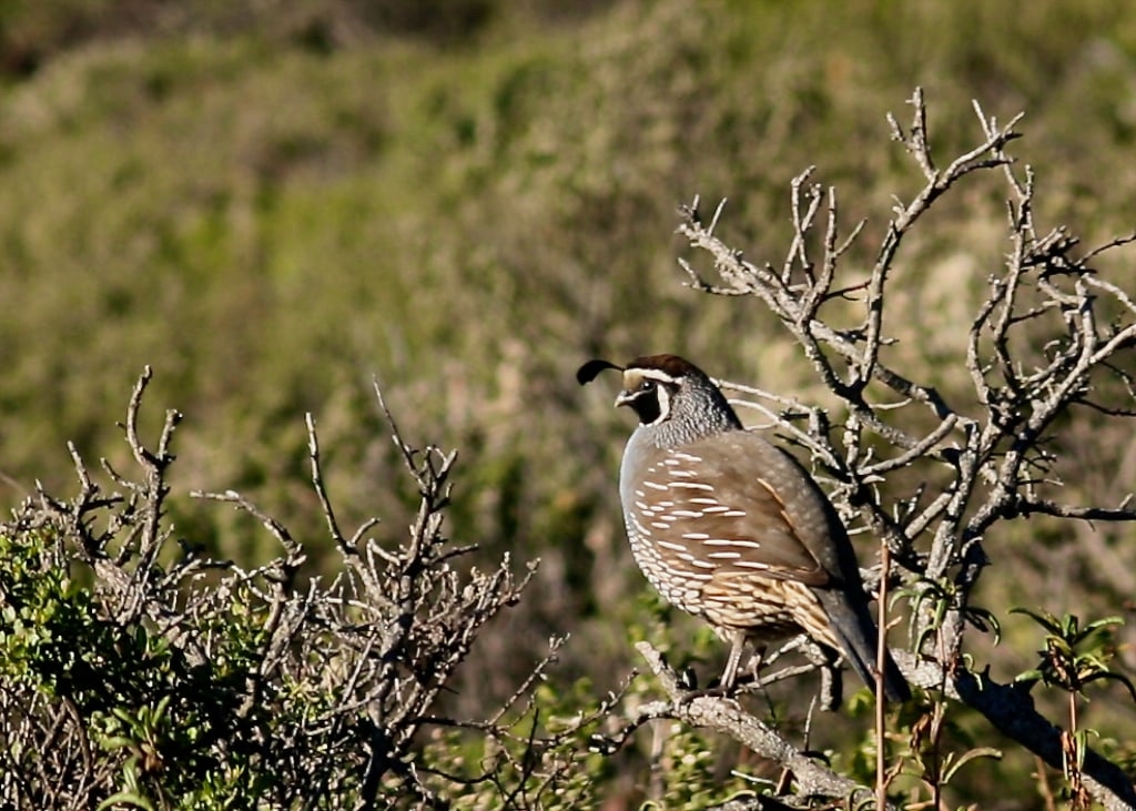 california-quail-Michael Pujals