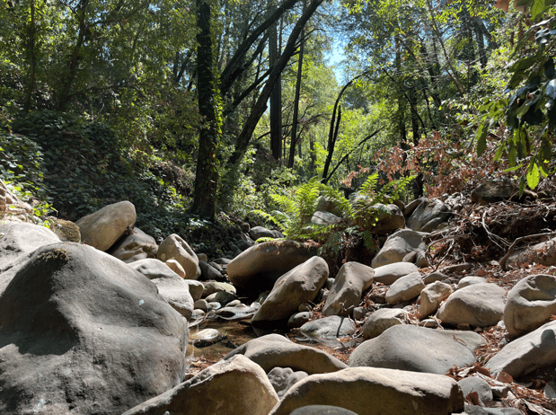 cgraham rocks at bay property croy redwoods