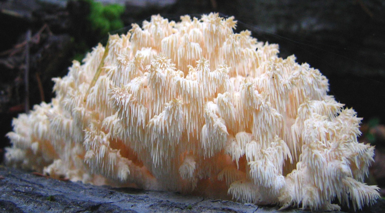 comb tooth mushroom