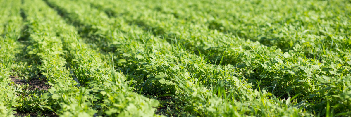 cover crop - canva