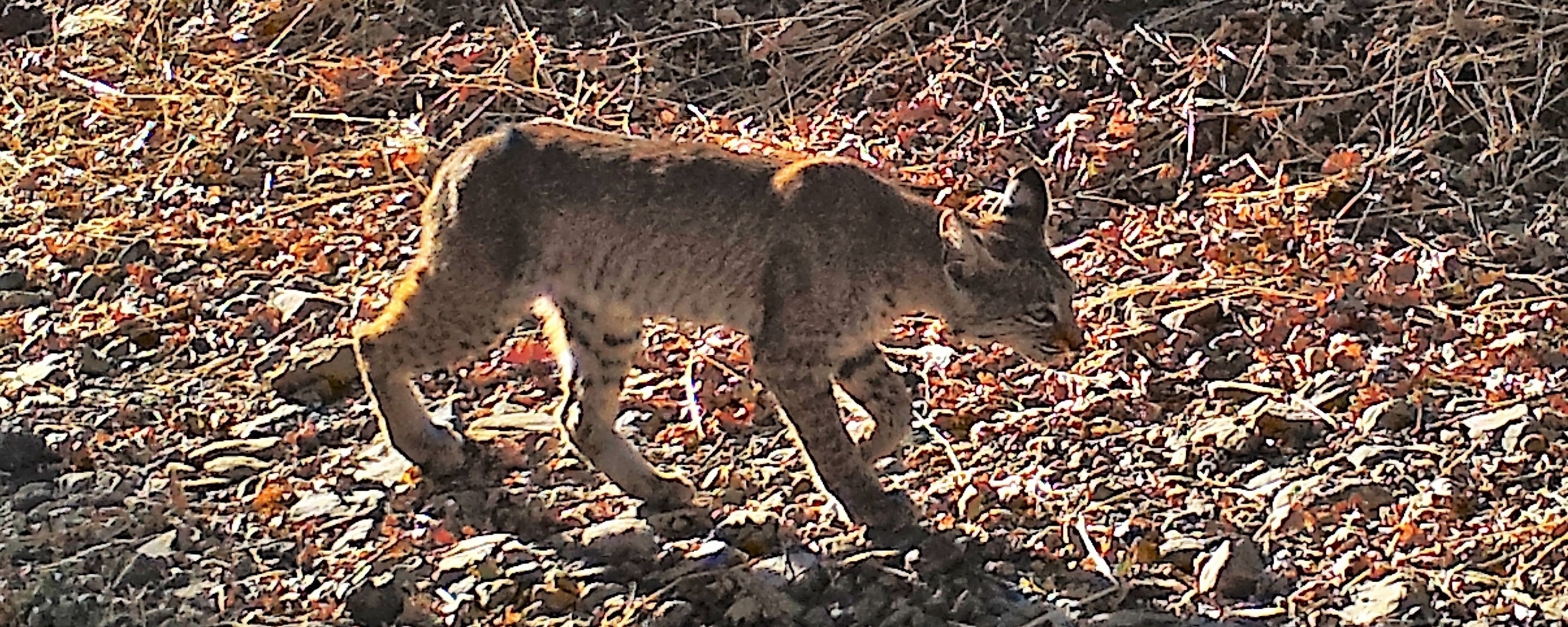 Bobcat at OSA Preserve on 10-8-17-799626-edited-751985-edited.jpg