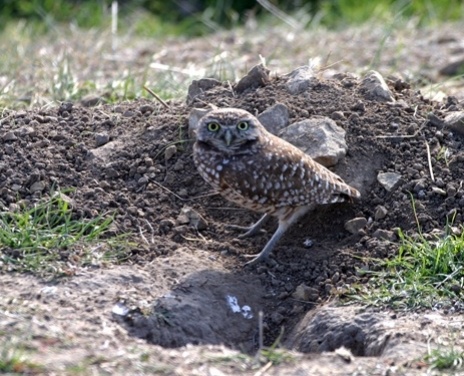 Burrowing Owl-s-048501-edited.jpg