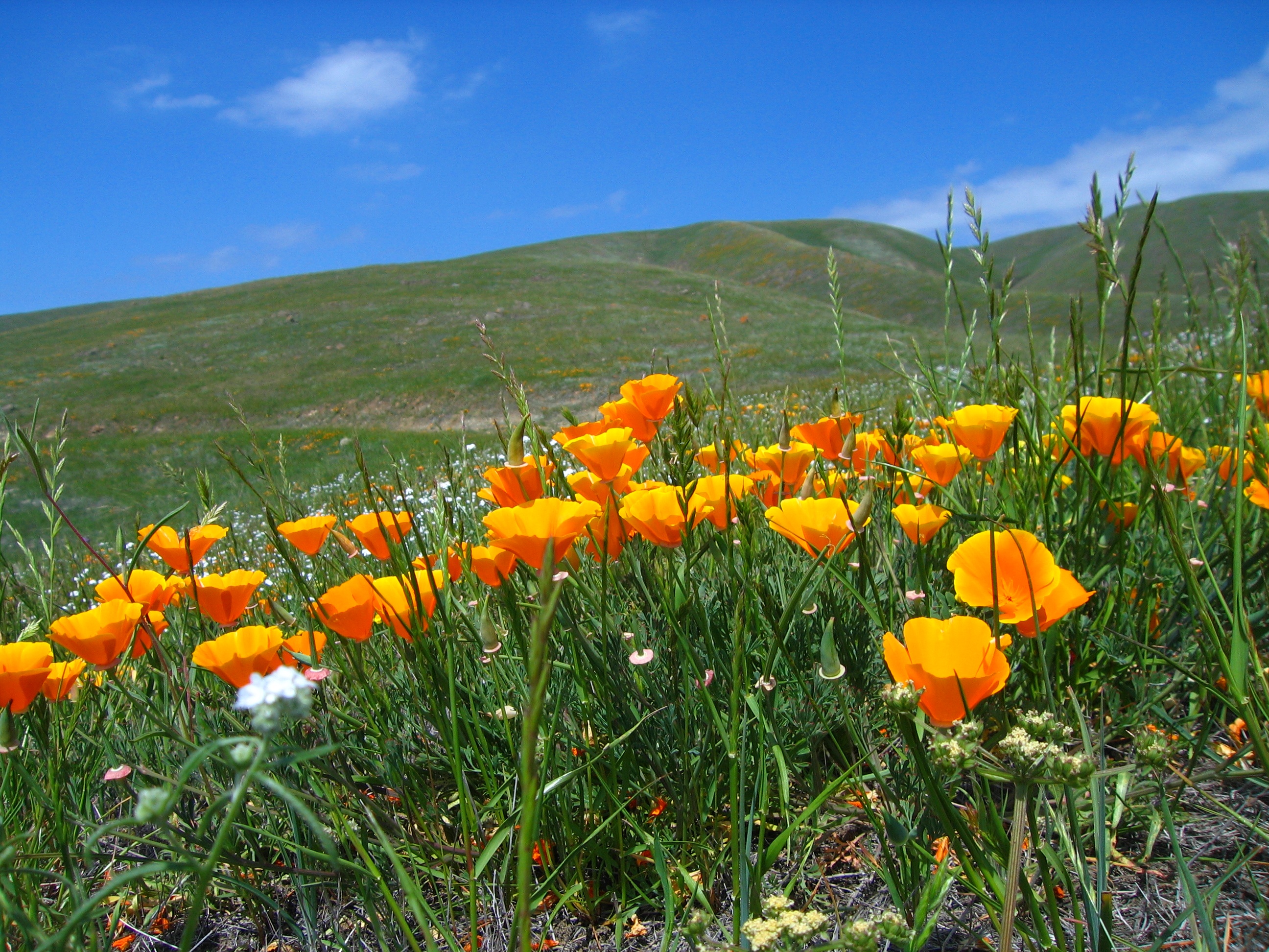 Coyote Ridge OSP - California Poppy - CH - APR-26-2012 - 1.jpg