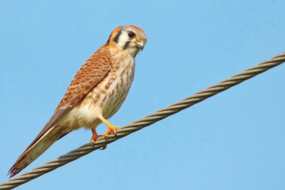 Coyote Valley OSP - American Kestrel - DM - Jan-16-2017 - 3.jpg