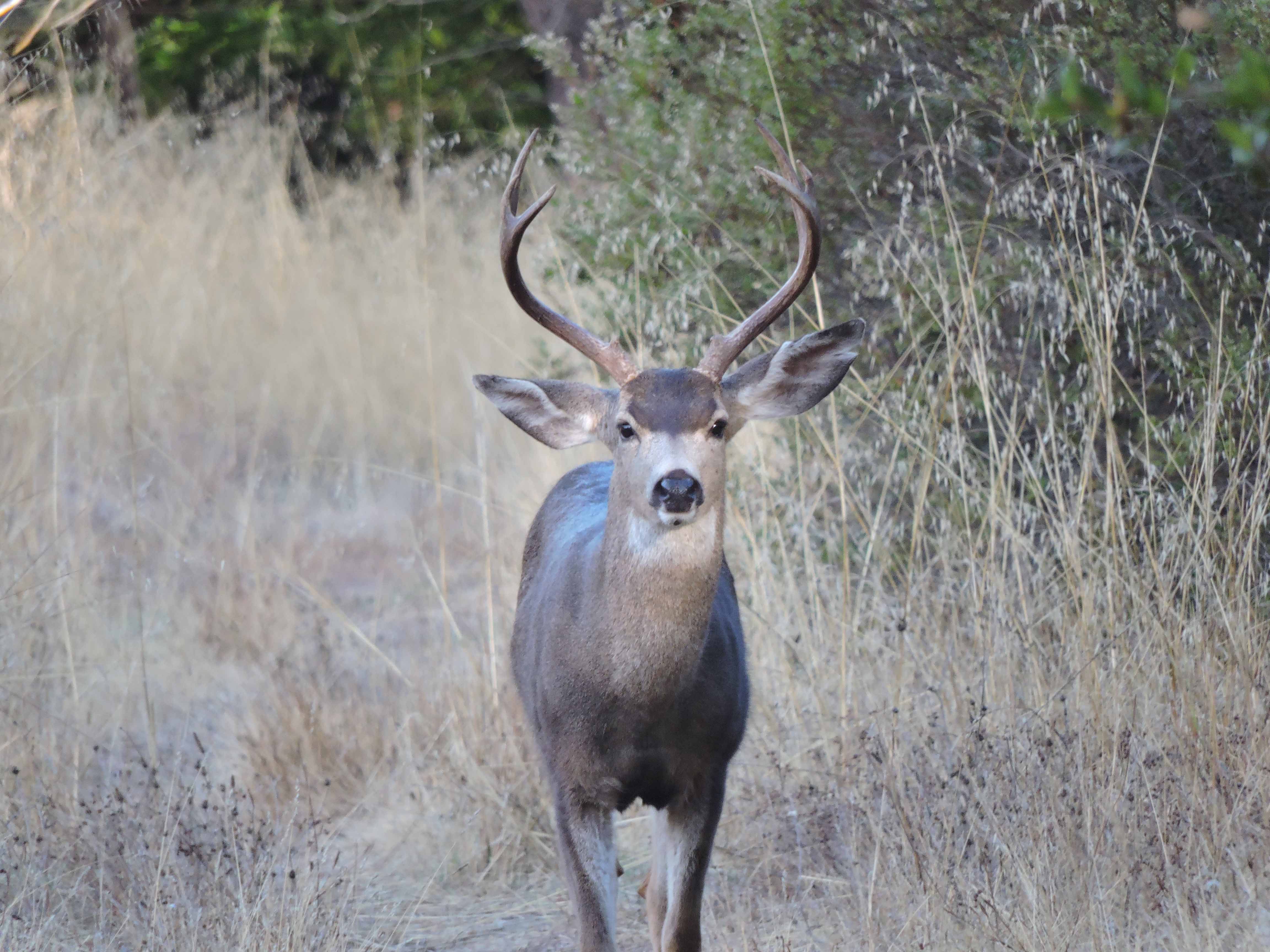 Deer - CS - 11-13-2014.jpg