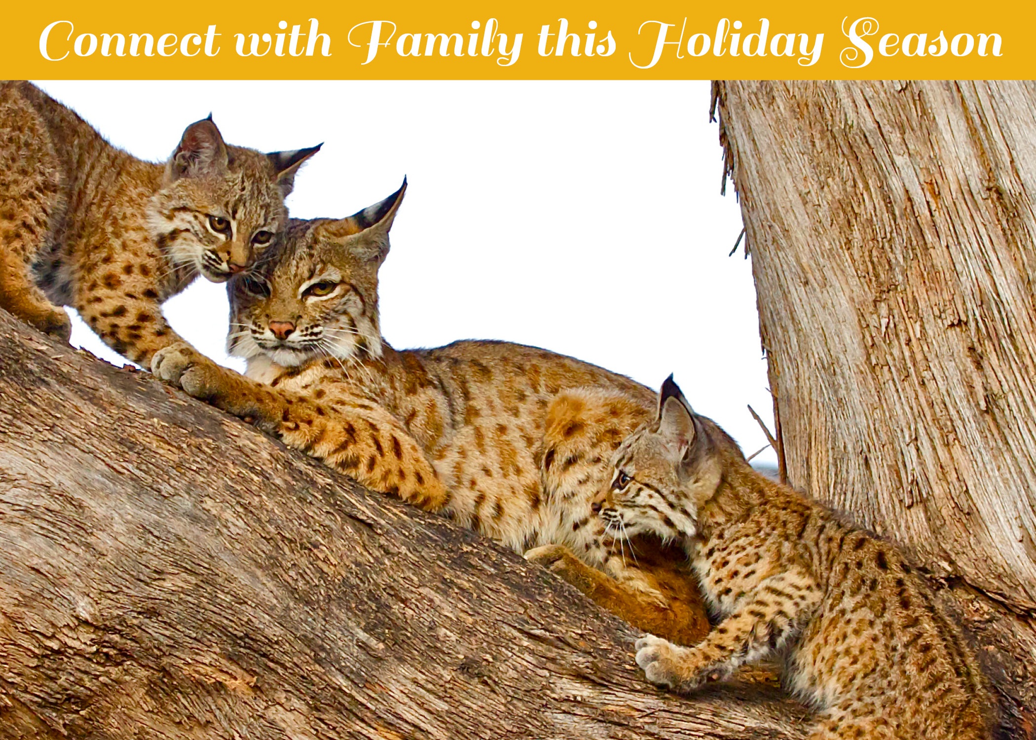 Holiday Card 2017 Final.jpg