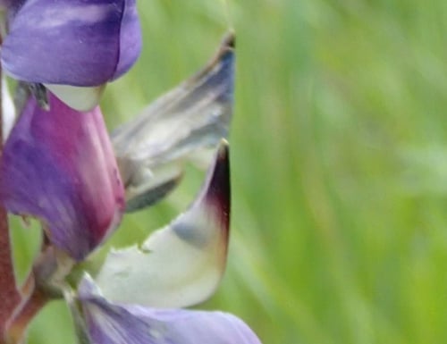 Lupine 2 - ES-573120-edited.jpg