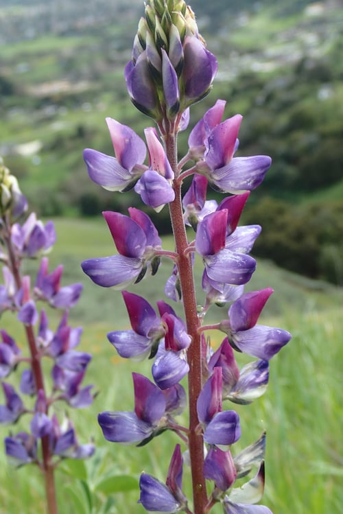 Lupine 2 - ES.jpg