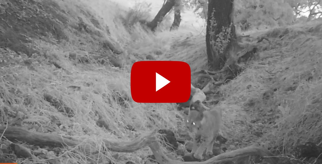 bobcat thumbnail.jpg