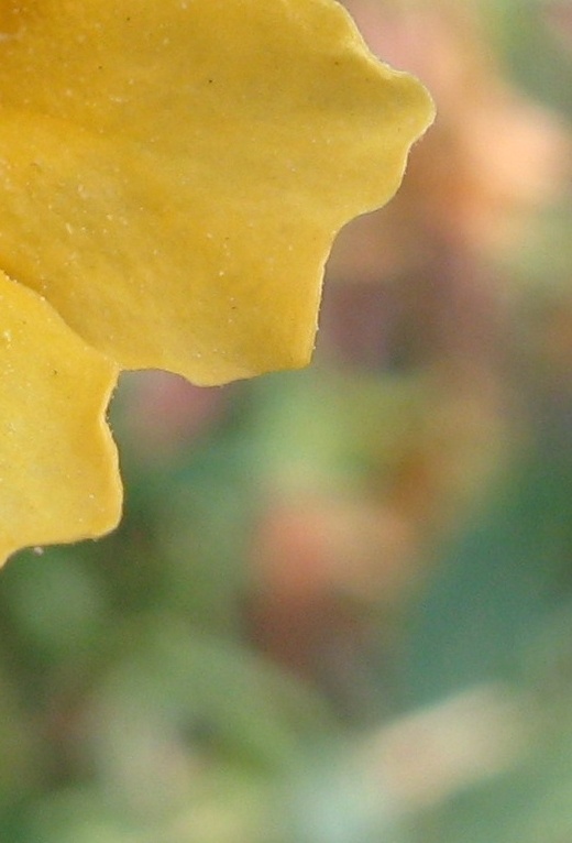 monkey flower-642920-edited.jpg