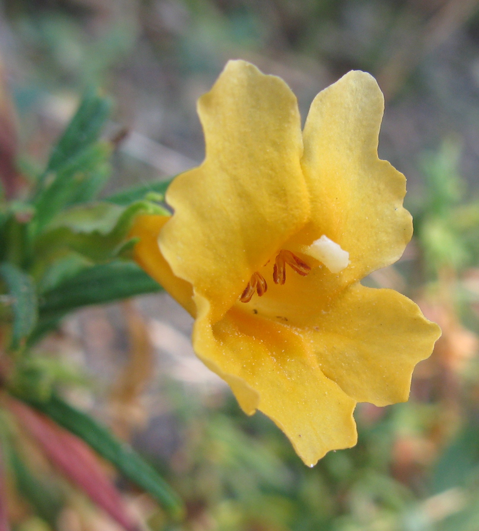 monkey flower.jpg