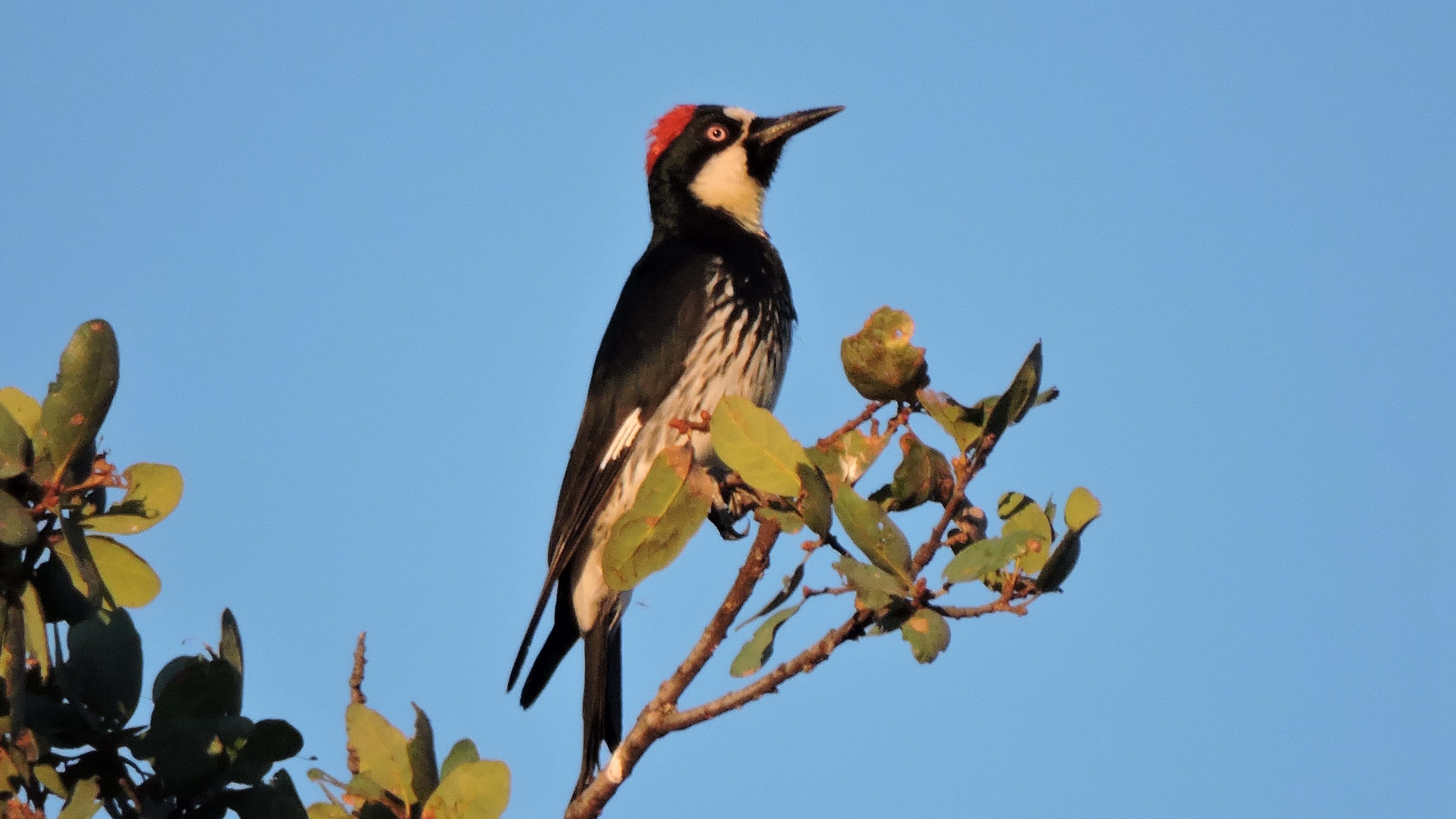 woodpecker.jpg