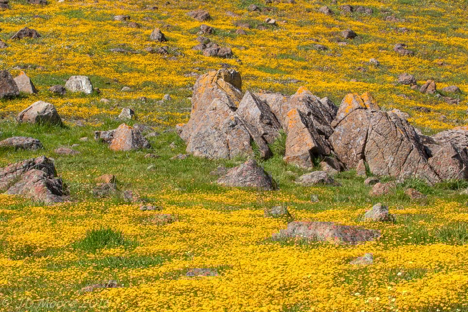 Coyote Ridge - JM - 3-21-16 - 8.jpg