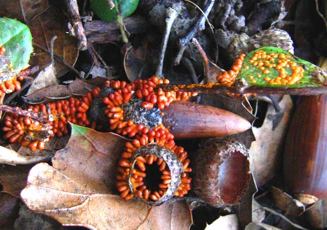 InsectEggSlime_1e (003).jpg