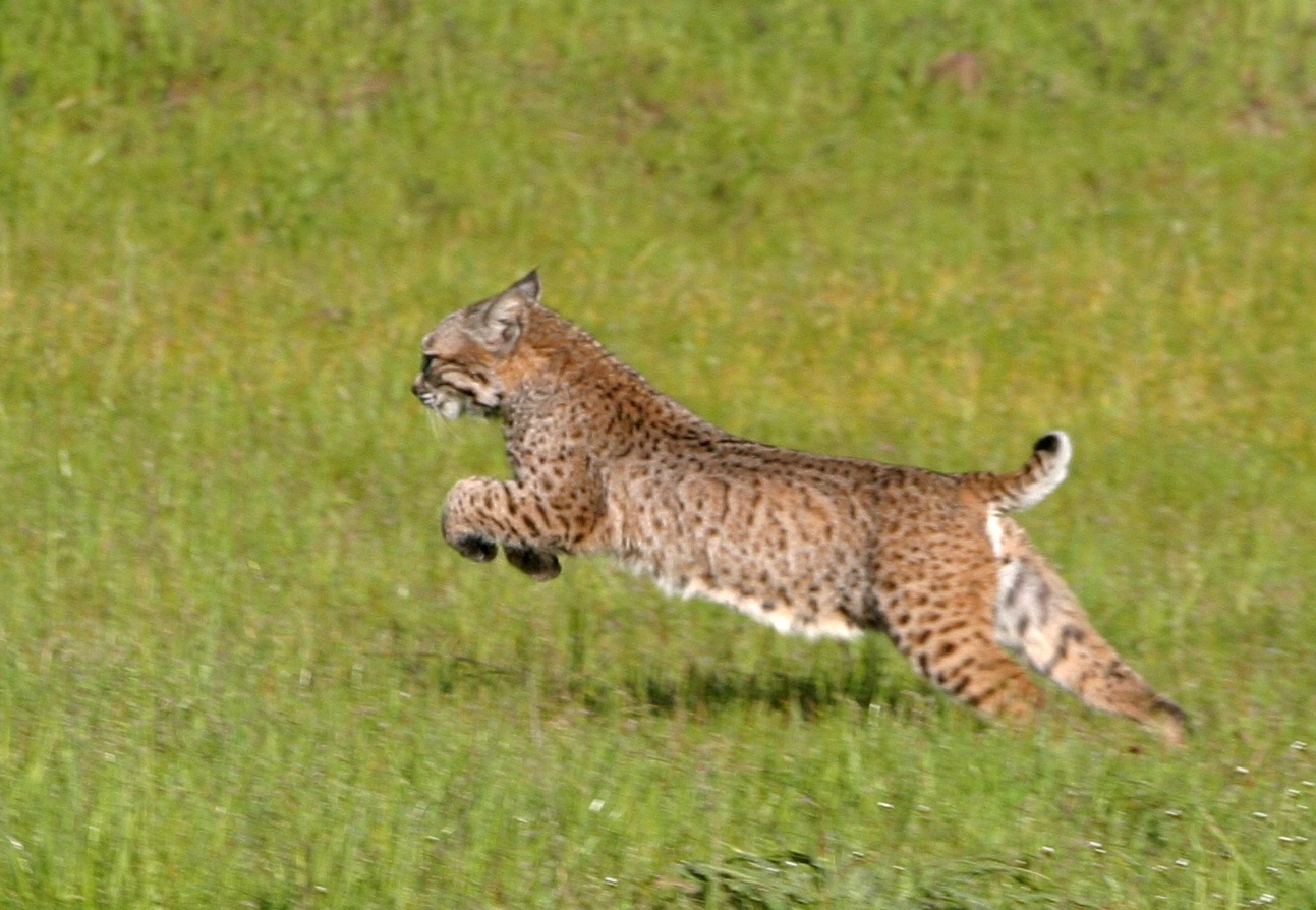 bobcat leaping - OSA - 05-04-2012.jpg