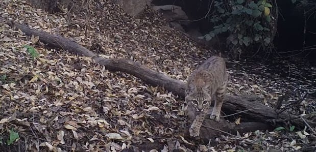 fisher creek bobcat