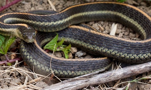 Garter Snake