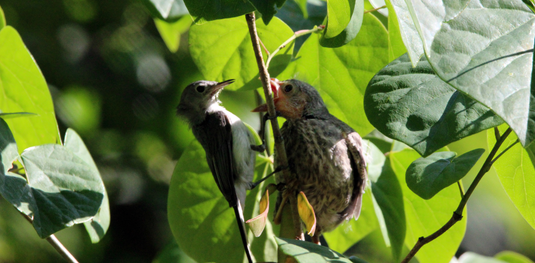 gnatcatcher feeding cowbird chick - crop